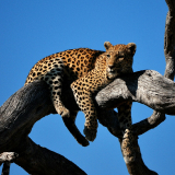 Botswana