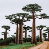 Madagascar