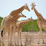 Niger